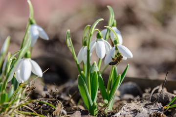 Snowdrops. The first spring flowers.  Snowdrop of Elvez. A rare species of snowdrops, listed in the Red Book.