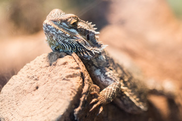 Reptil