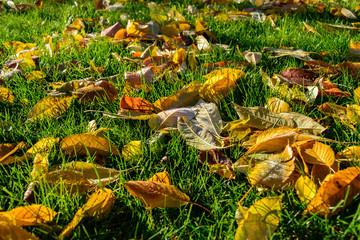 Background. Yellow autumn fallen leaves on green grass. 