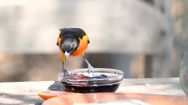 Baltimore Oriole bird eating grape jelly
