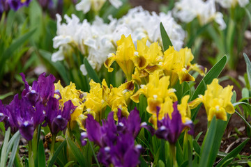  Irises.Wild flowers. Rare field flowers listed in the Red Book. 