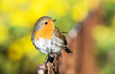 European Robin, Erithacus rubecula, Robin, Birds