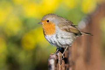 European Robin, Erithacus rubecula, Robin, Birds