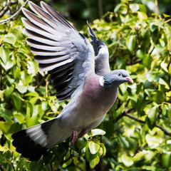 Common Wood Pigeon, Wood Pigeon, Columba palumbus