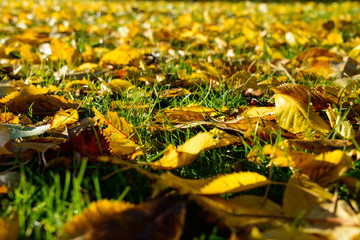 Background. Yellow autumn fallen leaves on green grass. 