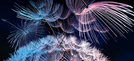 Pusteblume Closeup vor Schwarz © peterschreiber.media