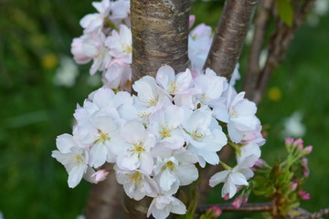 Blütenpracht / Stamm