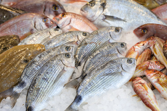 Freshly caught saddled seabream or Oblada melanura on the counter in a greek fish shop.