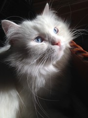 white cat with blue eyes and stage light effect 