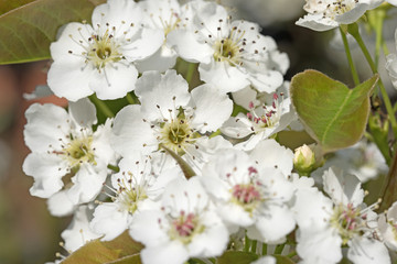 Blühende Nashi-Birne, Pyrus pyrifolia