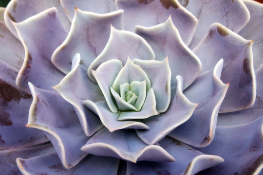 Pattern and abstract of succulent flower