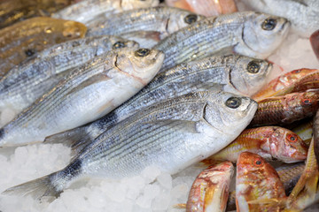 Freshly caught saddled seabream or Oblada melanura on the counter in a greek fish shop.