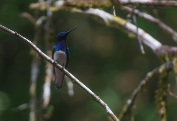 Jacobino Hummingbird white collar