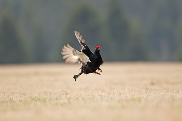 black grouse, blackgame, blackcock, tetrao tetrix