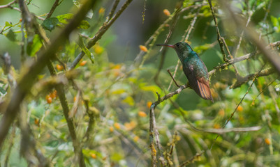 Emerald Hummingbird