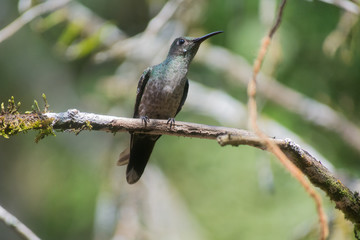 Fototapeta na wymiar Calliope Hummingbird