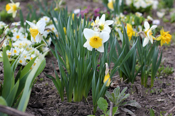 Irises. Flowers in the garden close up. Spring