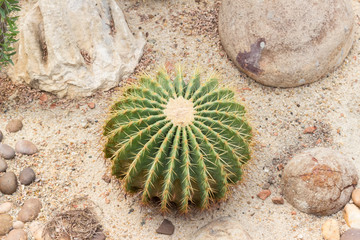 Closeup cactus