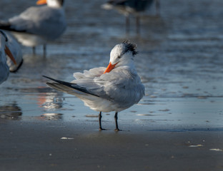 Royal Tern