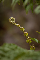 horsetail, koru tree, new zeland