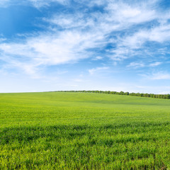 Green spring wheat field and blue sky with clouds.
