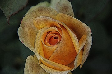 An etched rose marks the beginning of the season of Springtime.
