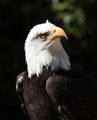 Close up detailed portrait of a Bald Eagle with dark background