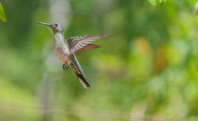 Green Colibri flying