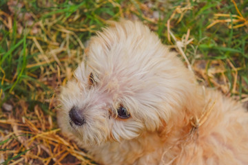 perro pequeño adorable de color blanco y café