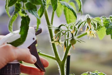 Young tomatoes growing indoors on a windowsill and a caring hand with a spray bottle filled with water