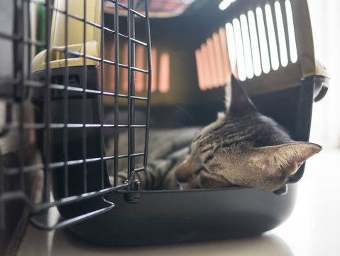 tabby cat sleep in travel box