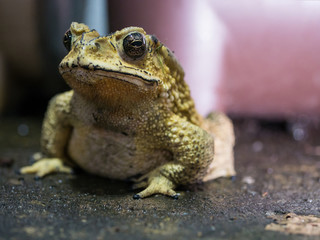 close-up toad on blured background