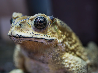 close-up toad on blured background