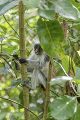 Red Colobus Monkey