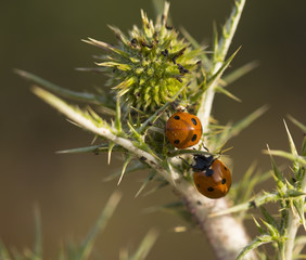 Obraz premium Two Ladybugs on a Thorn