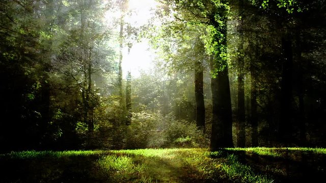 Magical Forest Background Loop Animation