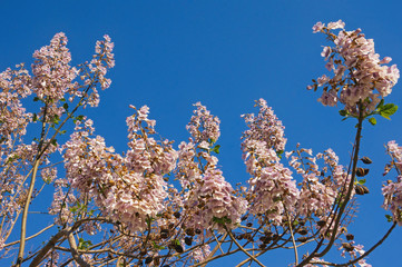 Springtime. Branches of flowering Paulownia tomentosa tree against  blue sky