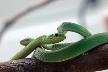 Drei Raue Grasnattern (Opheodrys aestivus) 

