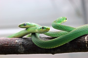 Fototapeta premium Drei Raue Grasnattern (Opheodrys aestivus) 