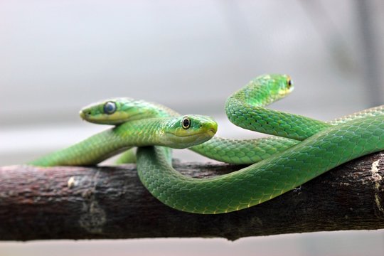 Drei Raue Grasnattern (Opheodrys aestivus) 
