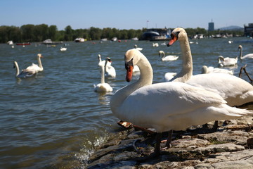 Beautiful White Swans On River
