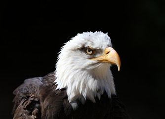 Close up detailed portrait of a Bald Eagle with dark background