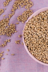 Pale malt in pink bowl on purple textile background. Craft beer brewing from grain barley malt in process. Ale or lager from pale or dark pilsner malt.