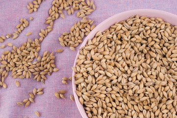 Pale malt in pink bowl on purple textile background. Craft beer brewing from grain barley malt in process. Ale or lager from pale or dark pilsner malt.