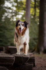 Australian Sheperd im Wald