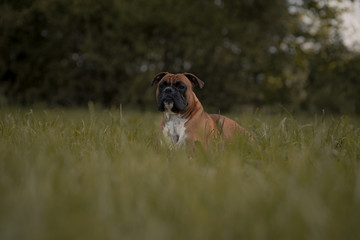Englische Bulldogge im Feld