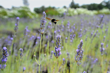 A bumblebee hovers over a row of lavender.