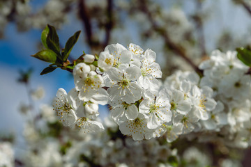 A branch of blooming cherry on a blue background.