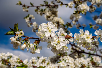 A branch of blooming cherry on a blue background.