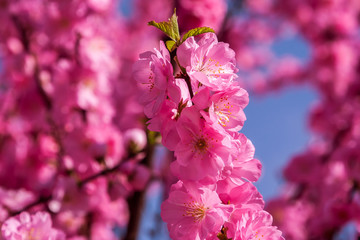 Sakura, cherry blossom, cherry tree with flowers. Oriental cherry blooming